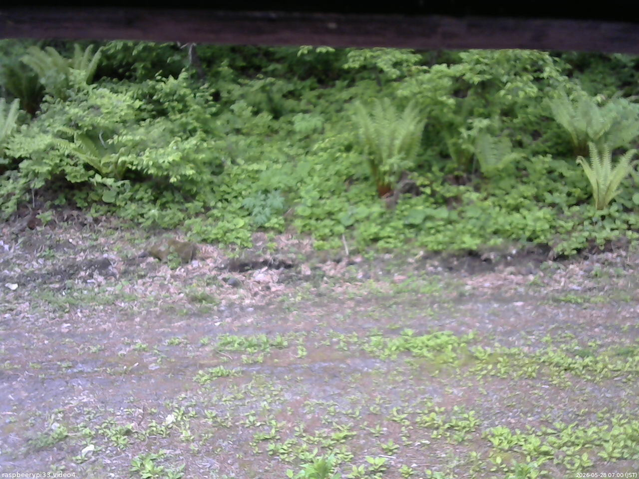 長野県菅平高原 ゆたか山荘 東側(坂下) 2026/05/28 07:00
