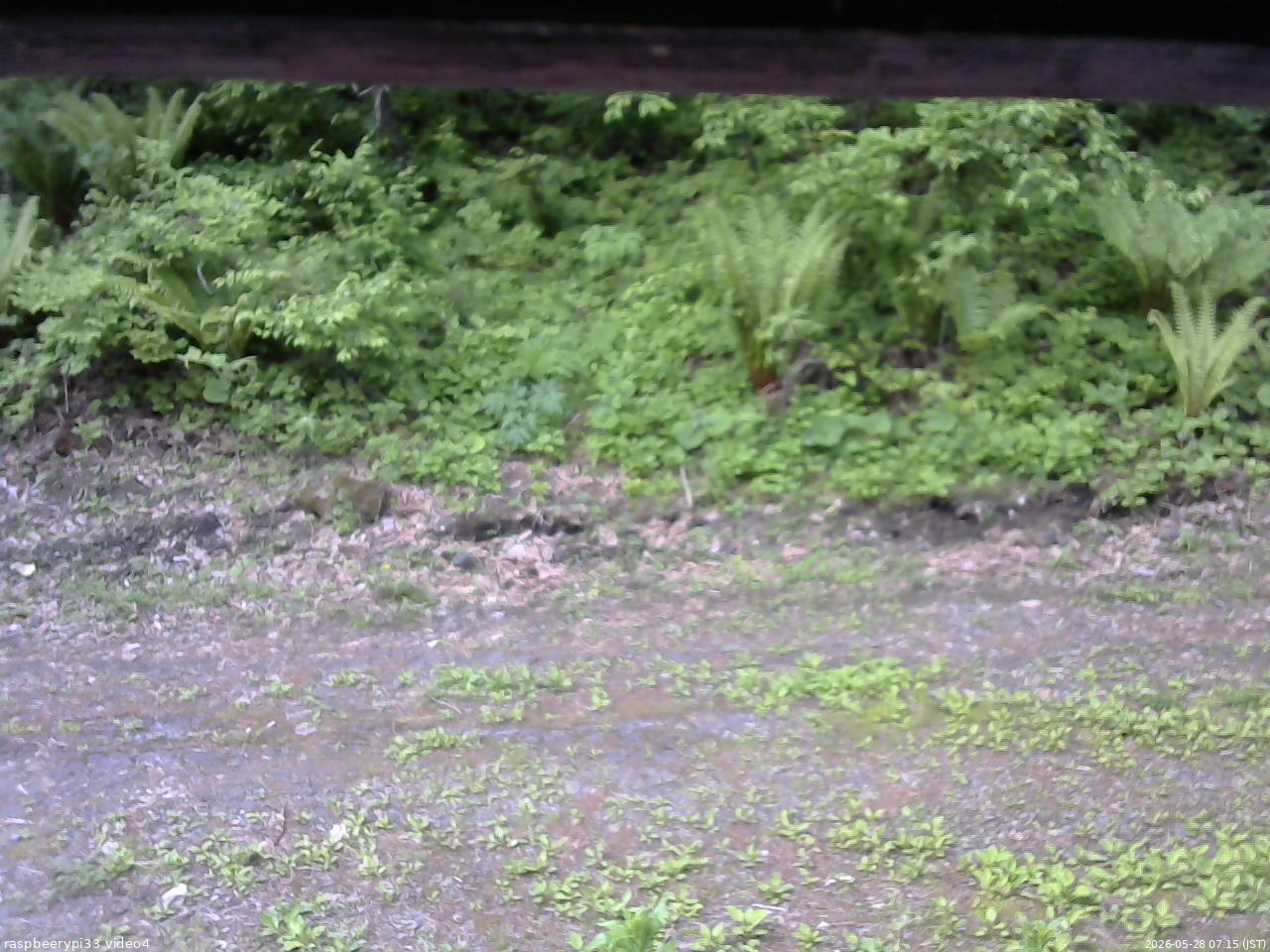長野県菅平高原 ゆたか山荘 東側(坂下) 2026/05/28 07:15