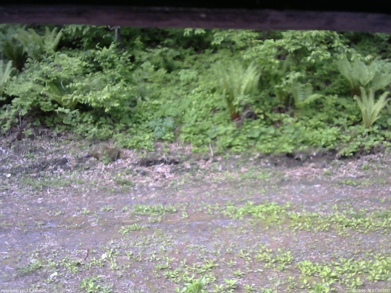 長野県菅平高原 ゆたか山荘 東側(坂下) 2026/05/28 07:30