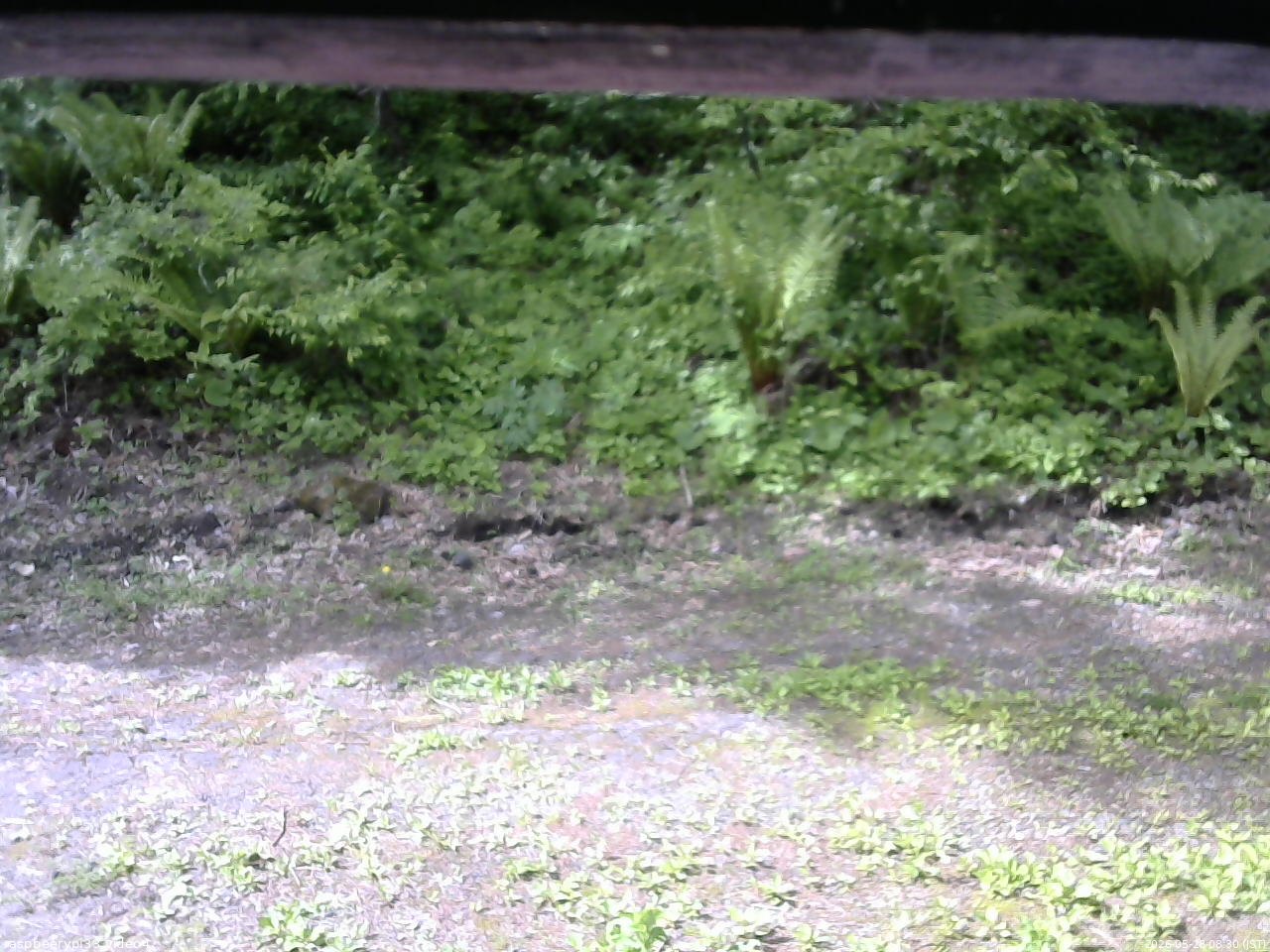 長野県菅平高原 ゆたか山荘 東側(坂下) 2026/05/28 08:30