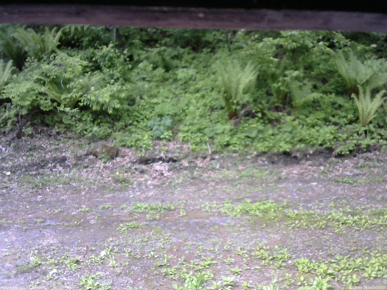 長野県菅平高原 ゆたか山荘 東側(坂下) 2026/05/28 09:00