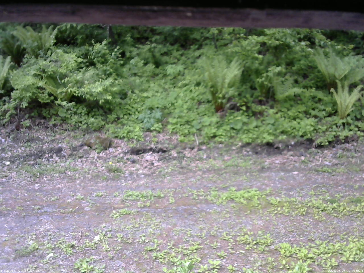 長野県菅平高原 ゆたか山荘 東側(坂下) 2026/05/28 09:15