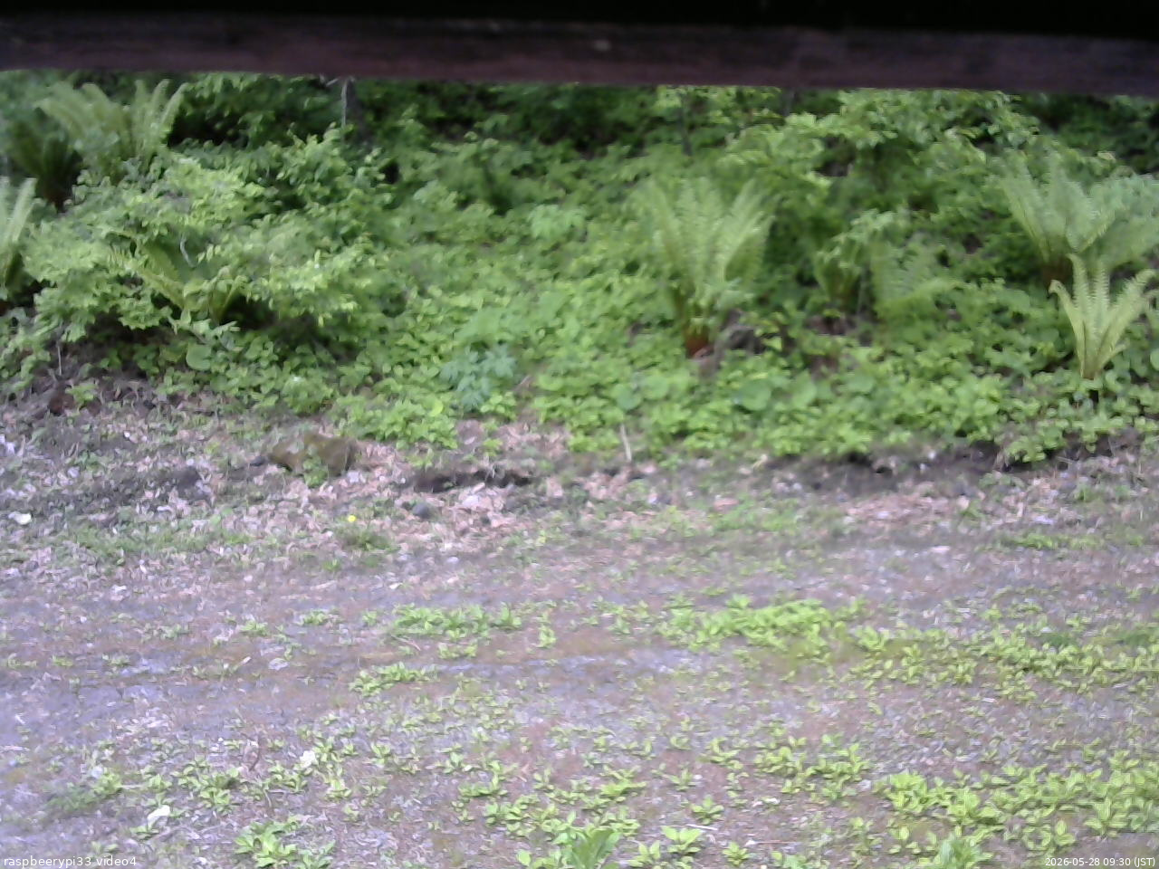 長野県菅平高原 ゆたか山荘 東側(坂下) 2026/05/28 09:30
