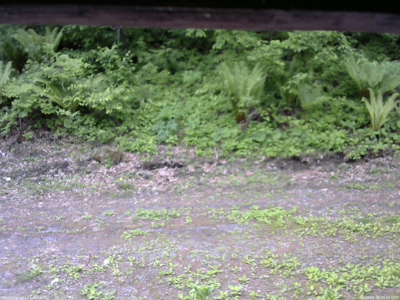 長野県菅平高原 ゆたか山荘 東側(坂下) 2026/05/28 09:45