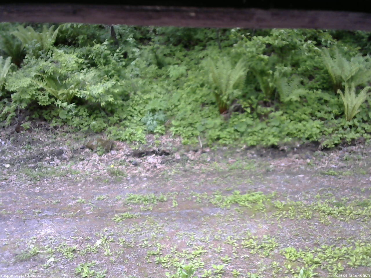 長野県菅平高原 ゆたか山荘 東側(坂下) 2026/05/28 10:45
