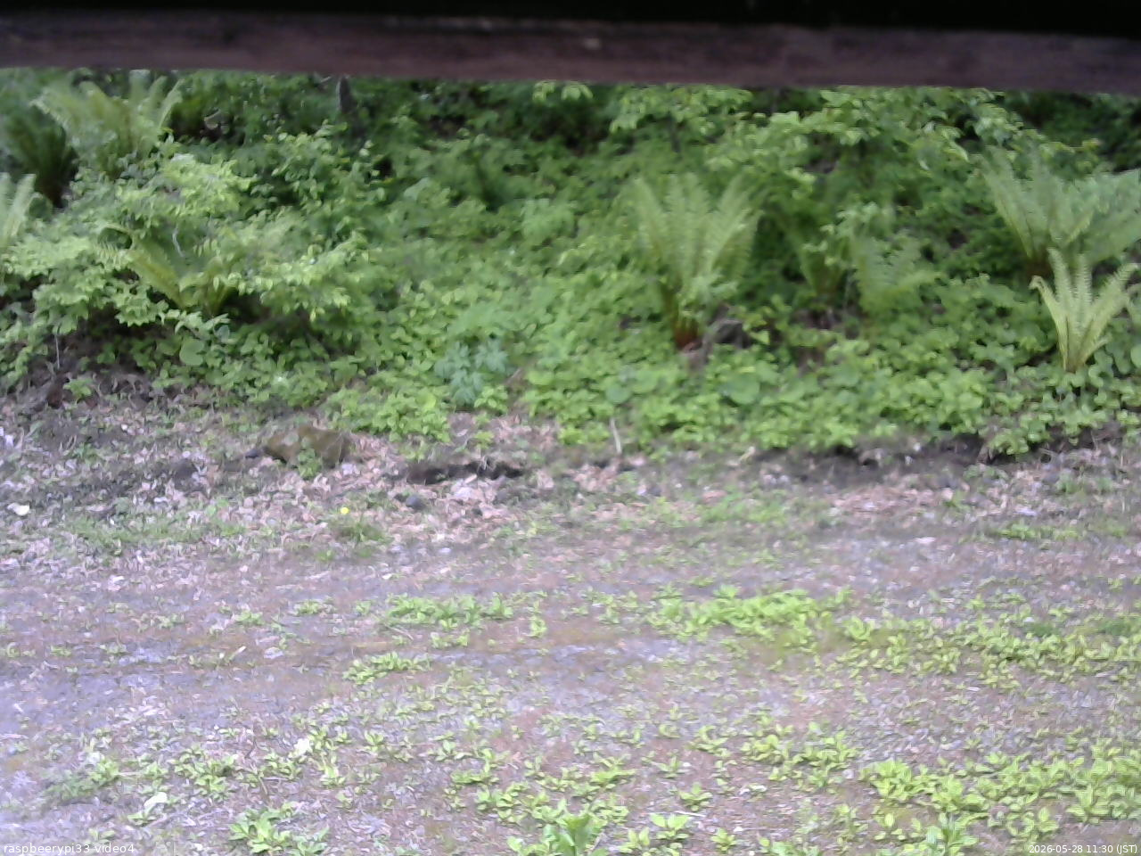 長野県菅平高原 ゆたか山荘 東側(坂下) 2026/05/28 11:30