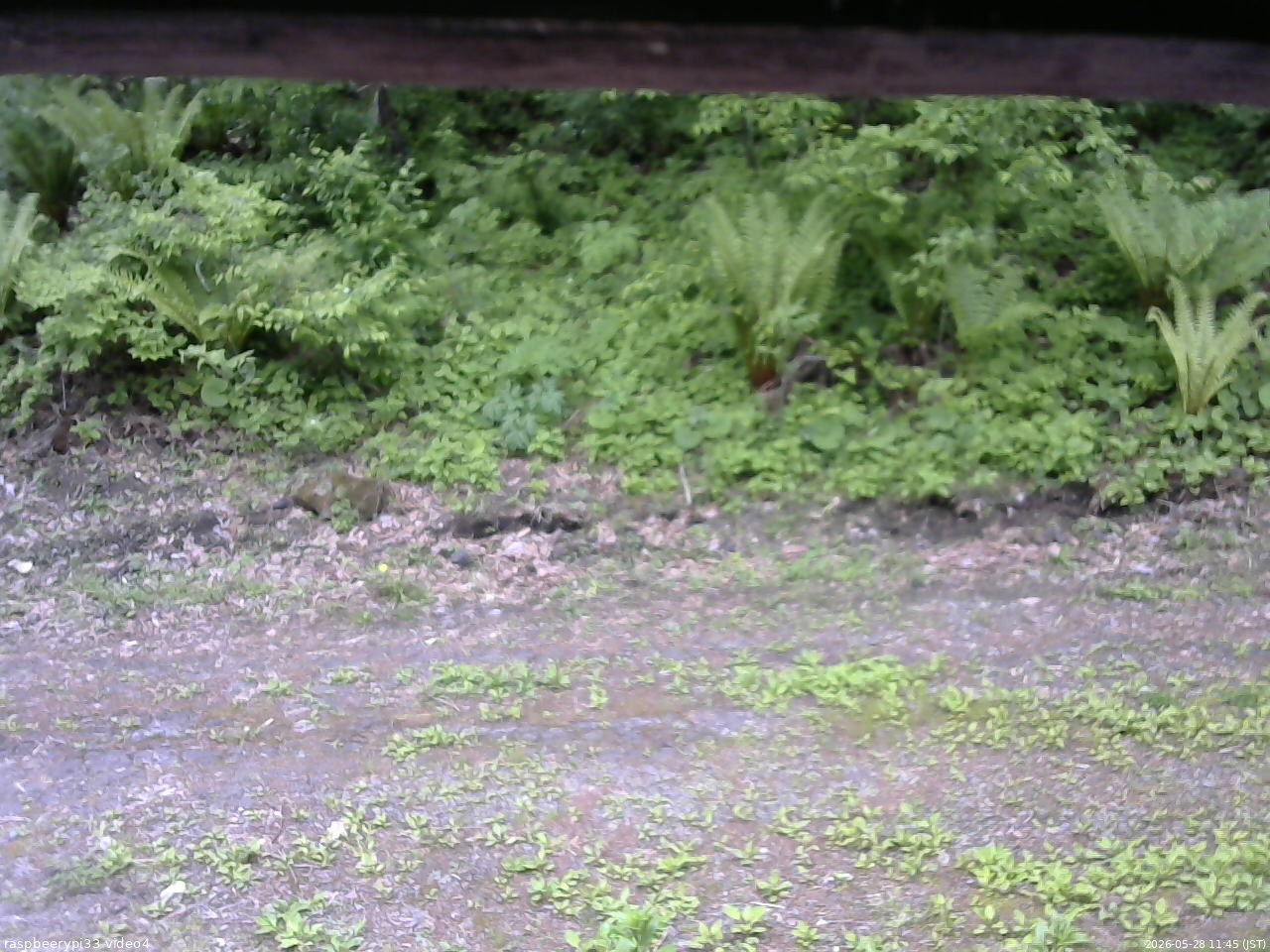 長野県菅平高原 ゆたか山荘 東側(坂下) 2026/05/28 11:45