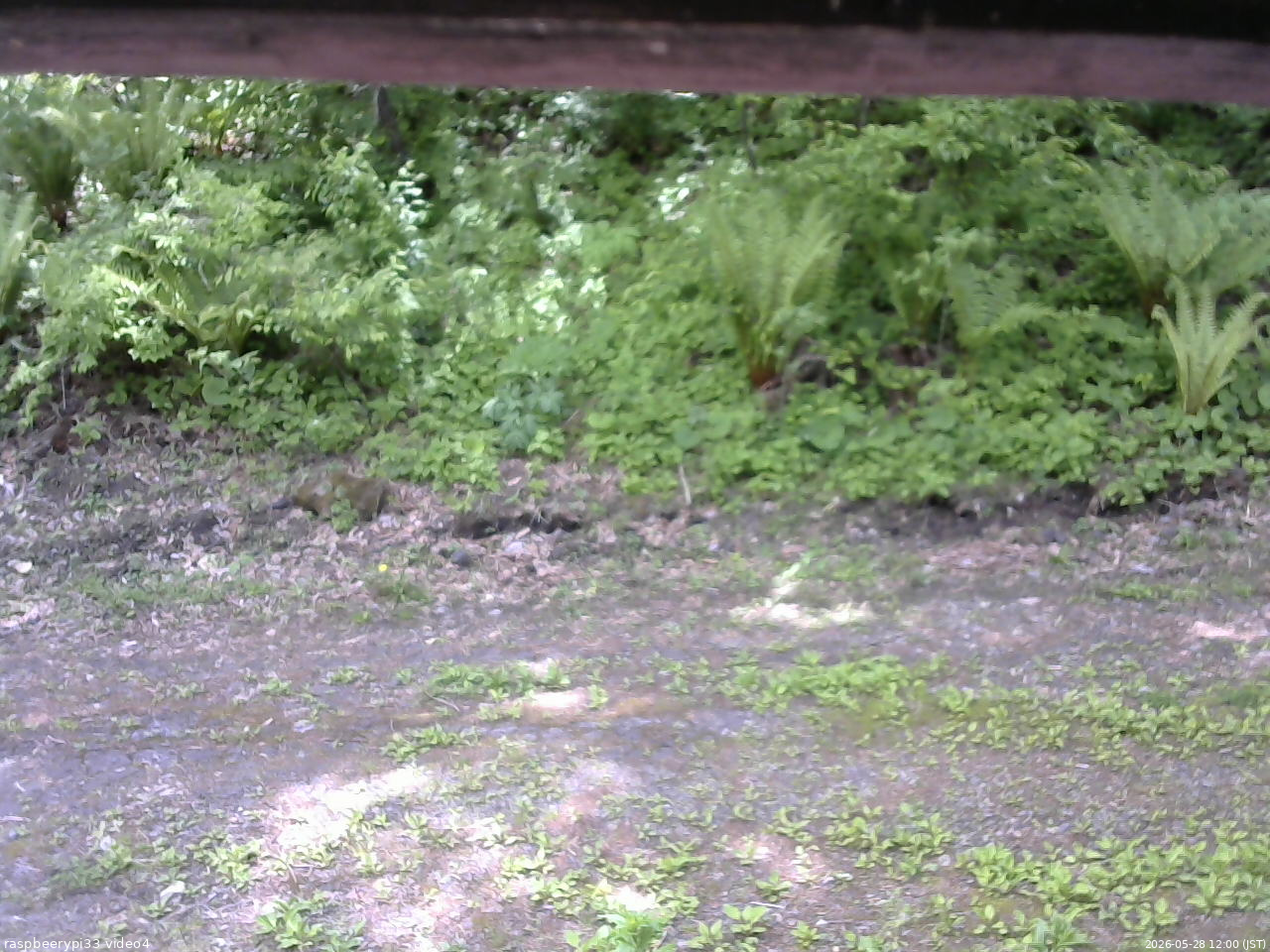 長野県菅平高原 ゆたか山荘 東側(坂下) 2026/05/28 12:00