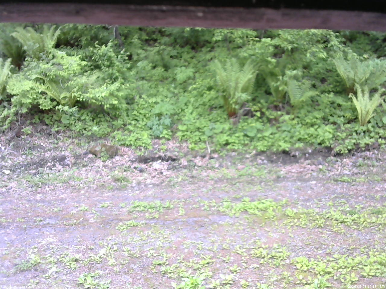 長野県菅平高原 ゆたか山荘 東側(坂下) 2026/05/28 12:15