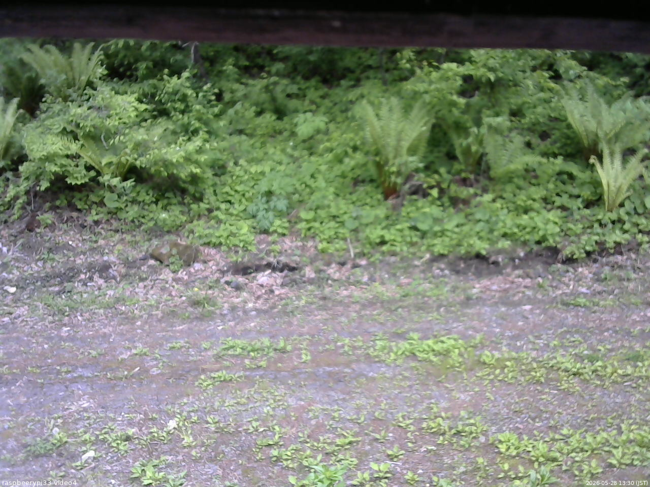 長野県菅平高原 ゆたか山荘 東側(坂下) 2026/05/28 13:30
