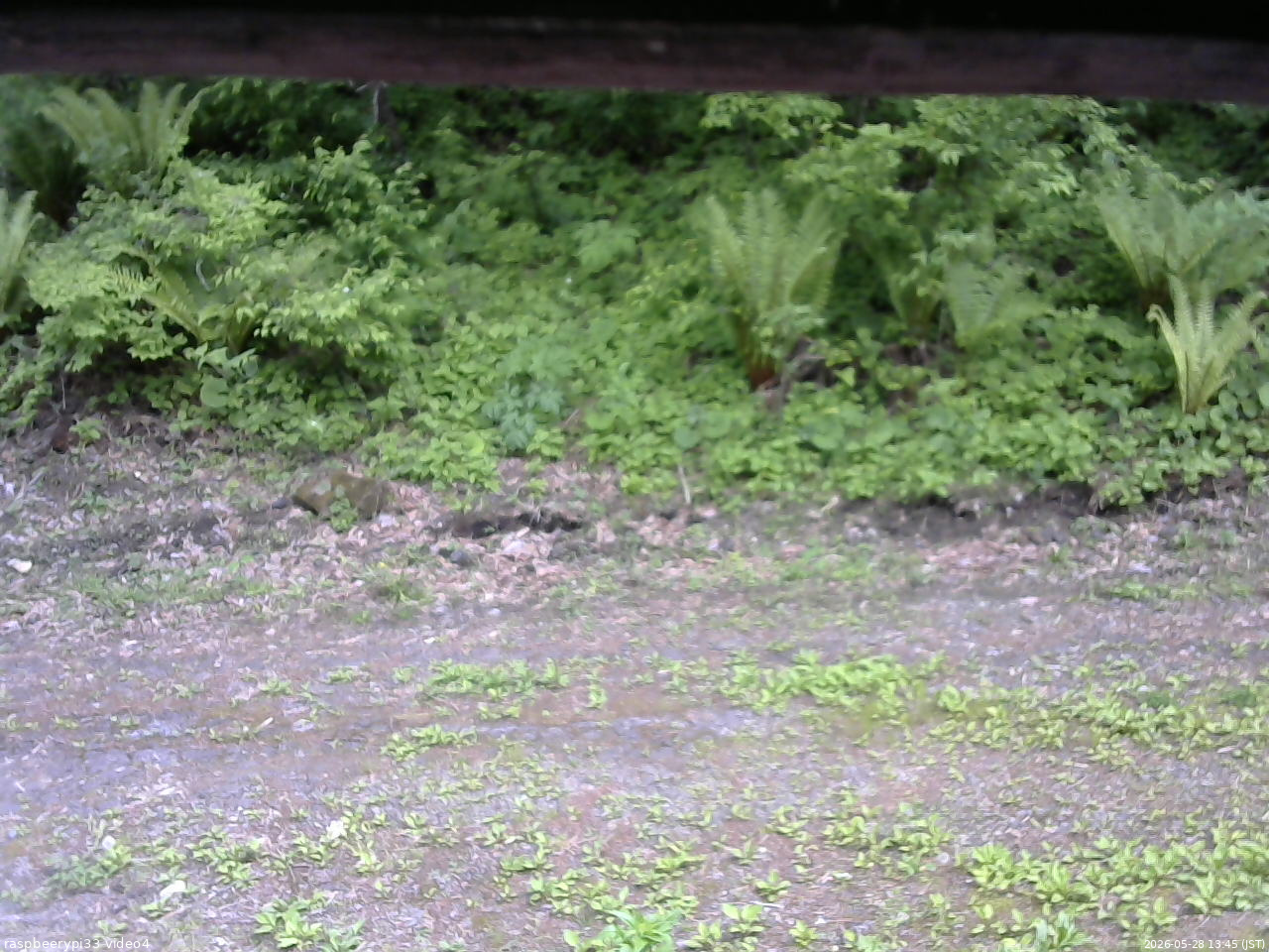 長野県菅平高原 ゆたか山荘 東側(坂下) 2026/05/28 13:45