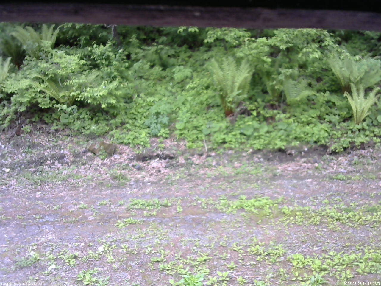 長野県菅平高原 ゆたか山荘 東側(坂下) 2026/05/28 14:15