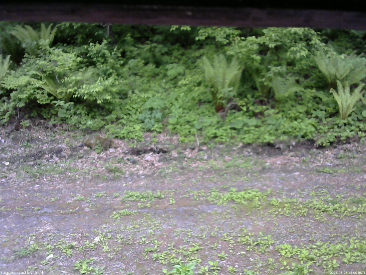 長野県菅平高原 ゆたか山荘 東側(坂下) 2026/05/28 15:00