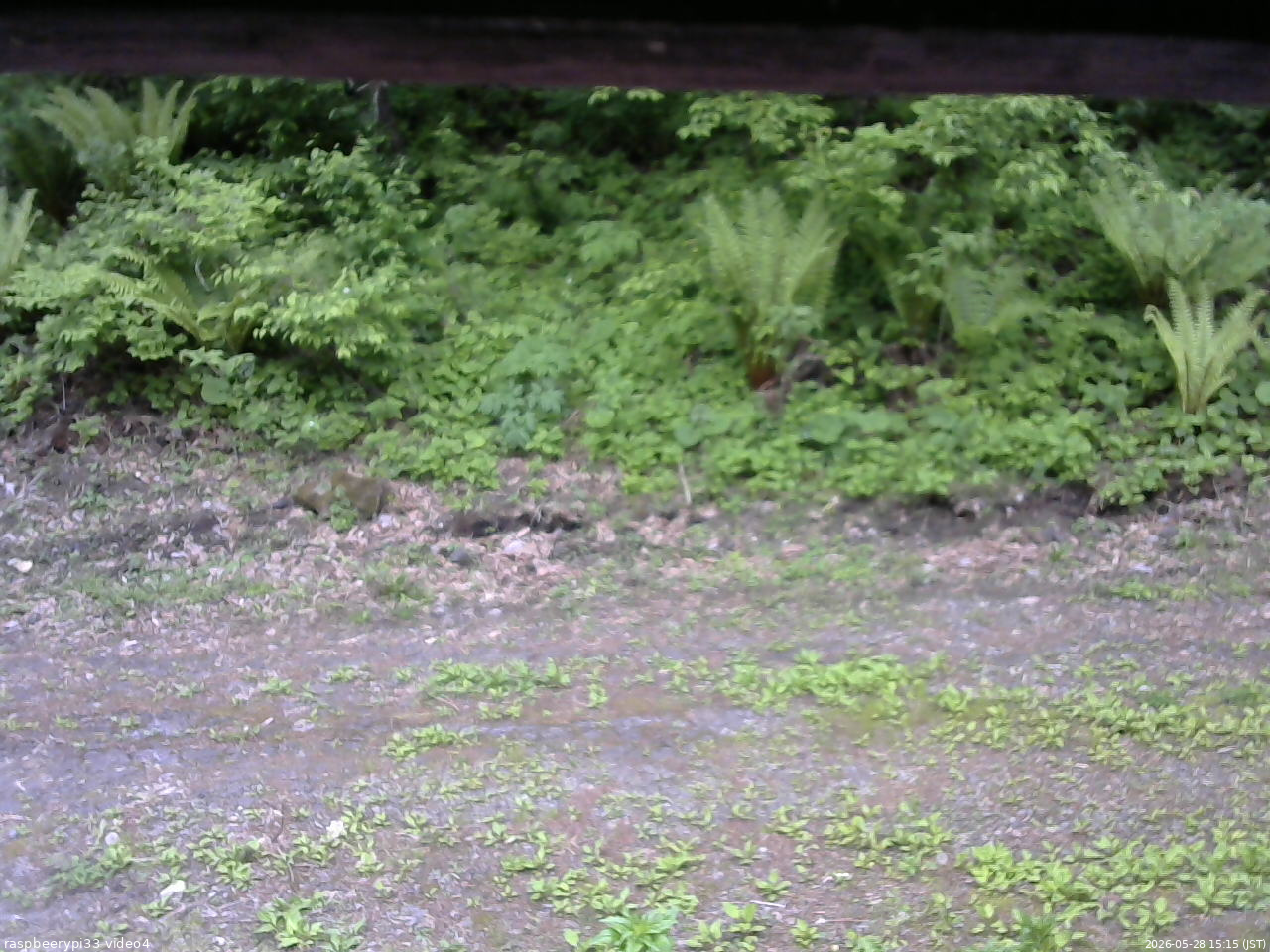 長野県菅平高原 ゆたか山荘 東側(坂下) 2026/05/28 15:15