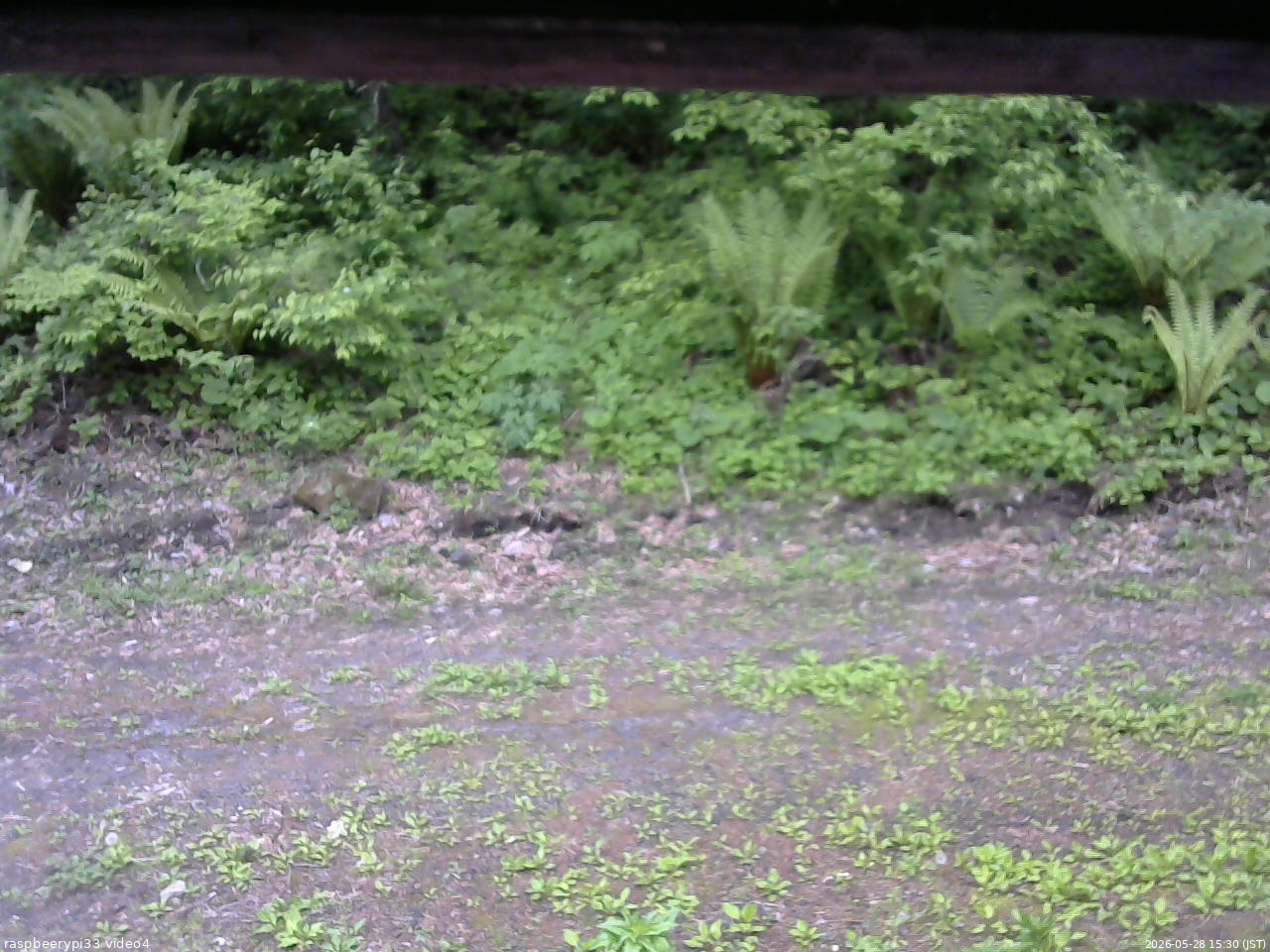 長野県菅平高原 ゆたか山荘 東側(坂下) 2026/05/28 15:30