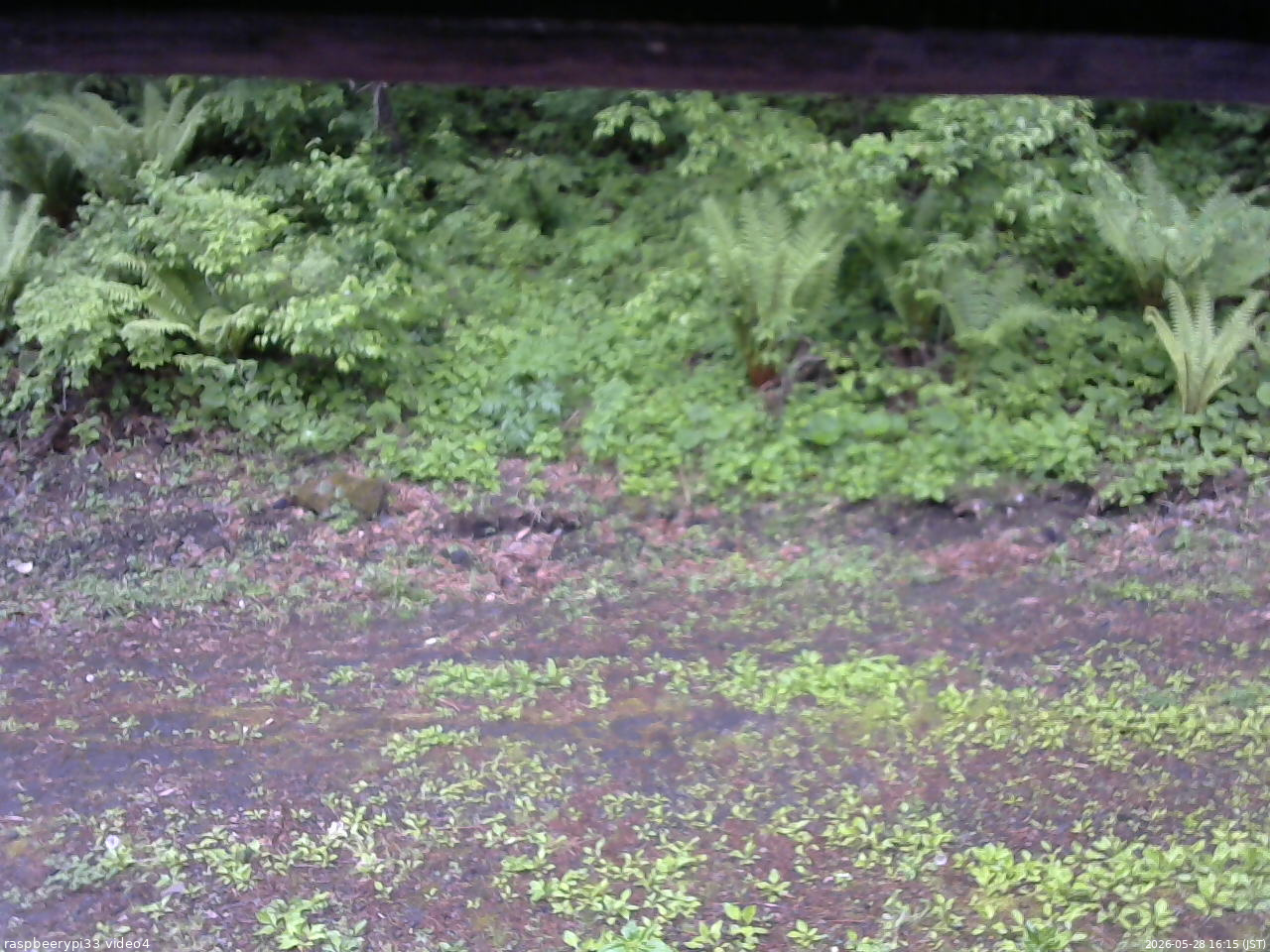 長野県菅平高原 ゆたか山荘 東側(坂下) 2026/05/28 16:15