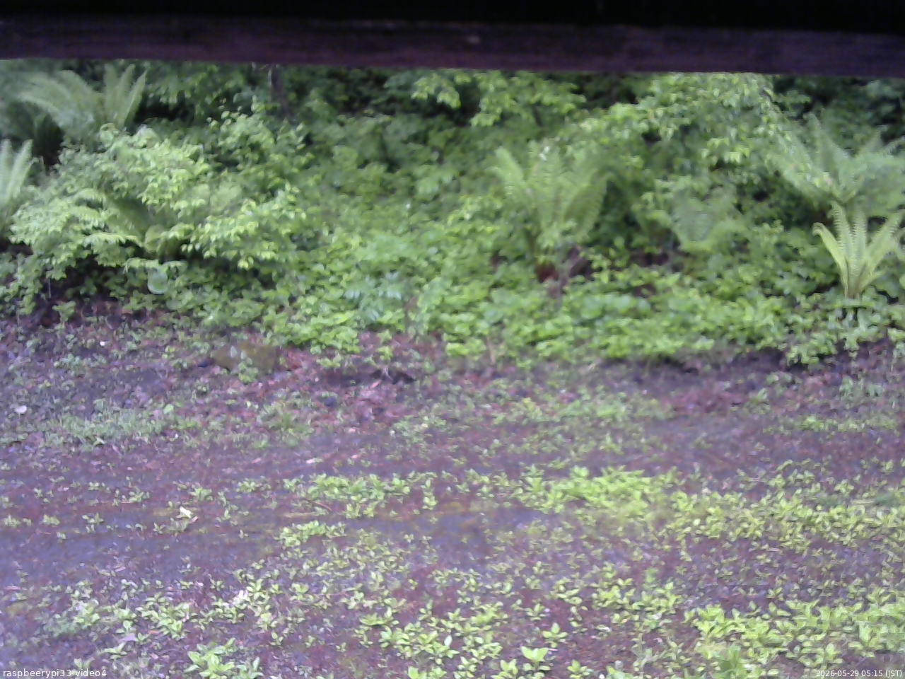 長野県菅平高原 ゆたか山荘 東側(坂下) 2026/05/29 05:15