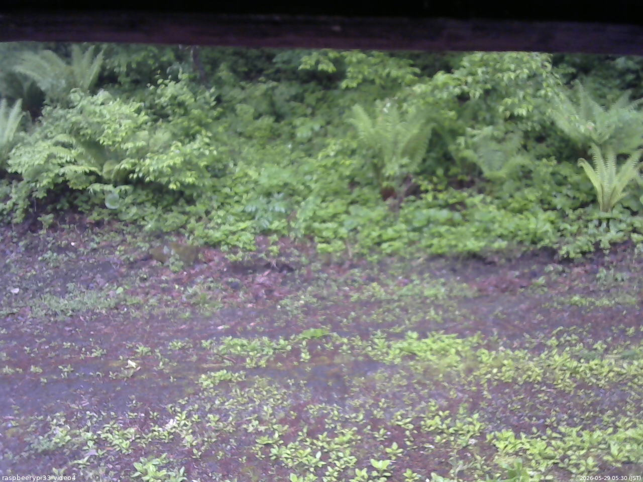 長野県菅平高原 ゆたか山荘 東側(坂下) 2026/05/29 05:30