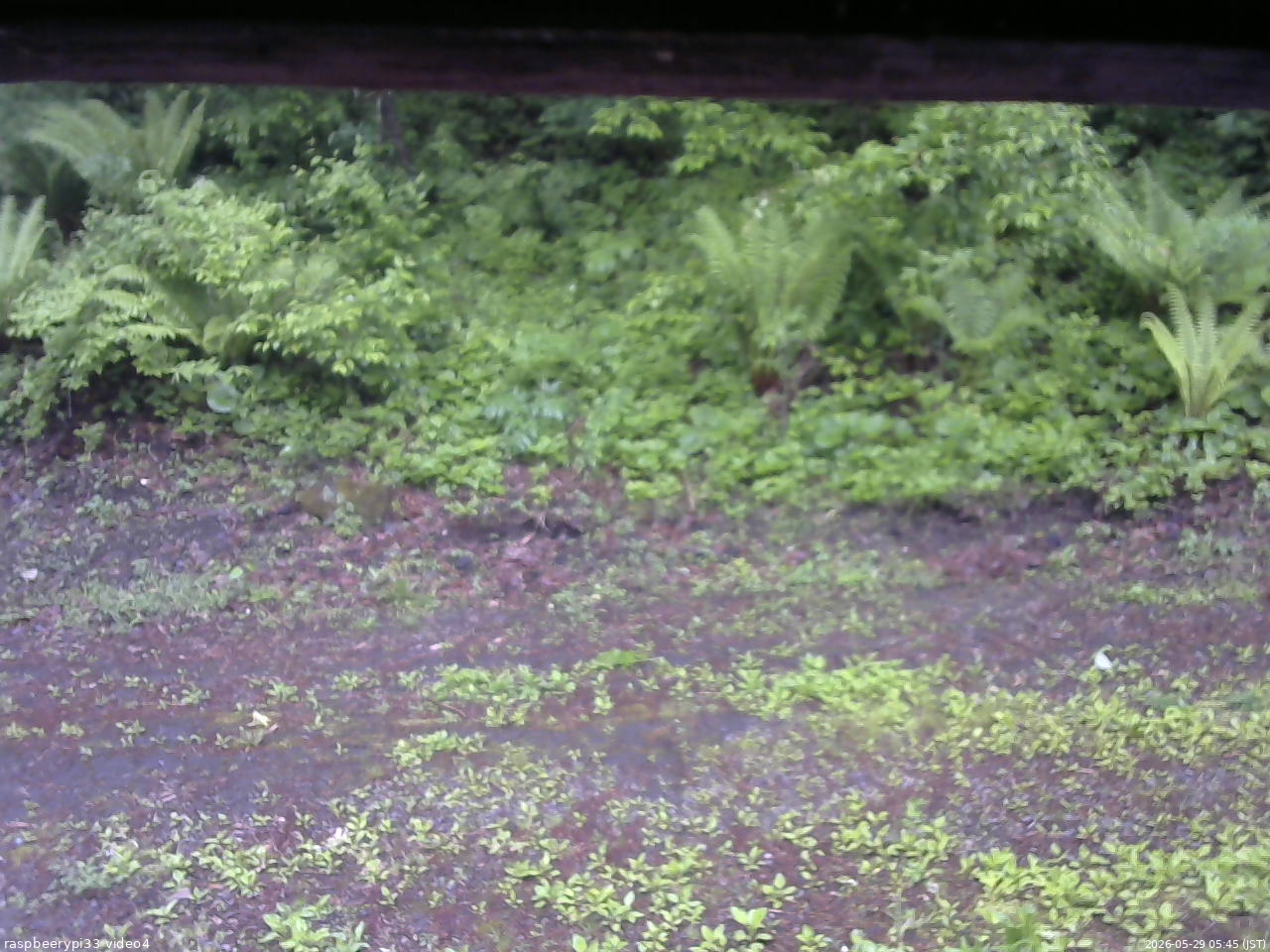 長野県菅平高原 ゆたか山荘 東側(坂下) 2026/05/29 05:45