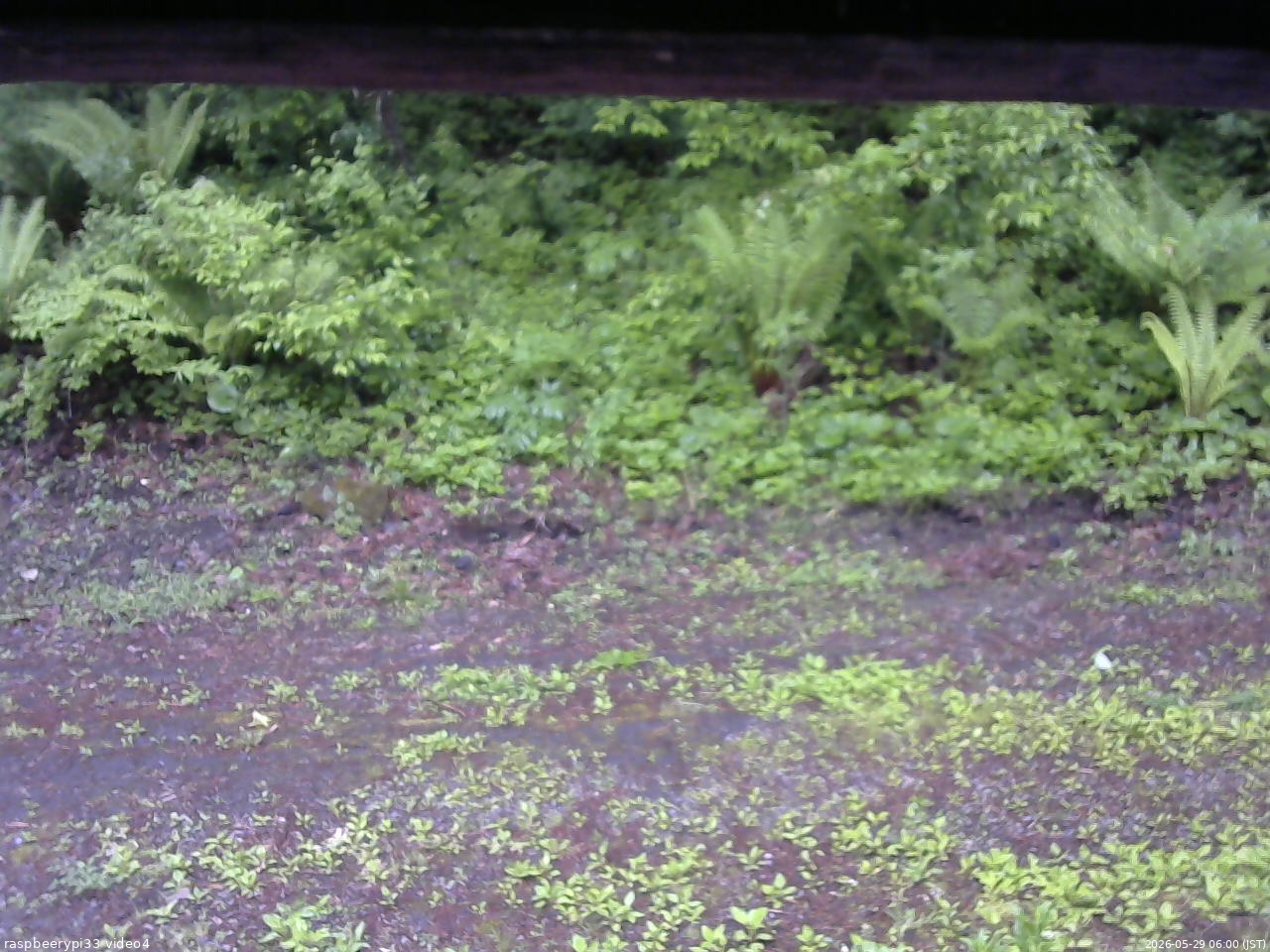長野県菅平高原 ゆたか山荘 東側(坂下) 2026/05/29 06:00