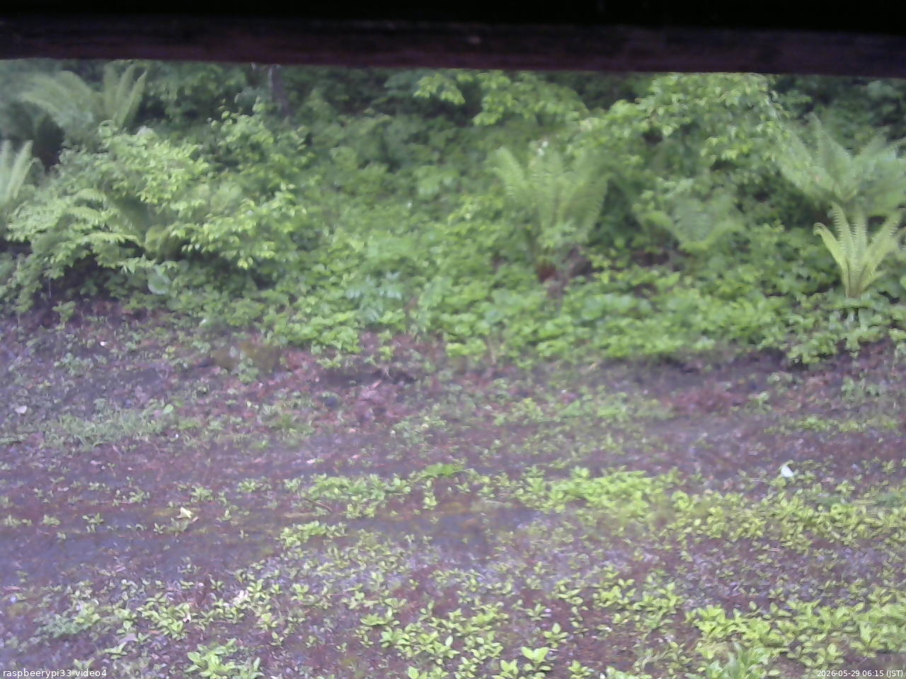 長野県菅平高原 ゆたか山荘 東側(坂下) 2026/05/29 06:15