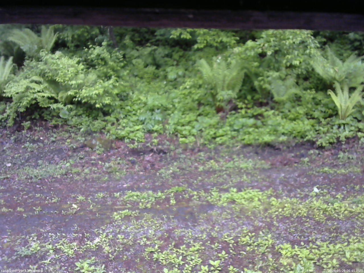 長野県菅平高原 ゆたか山荘 東側(坂下) 2026/05/29 06:45