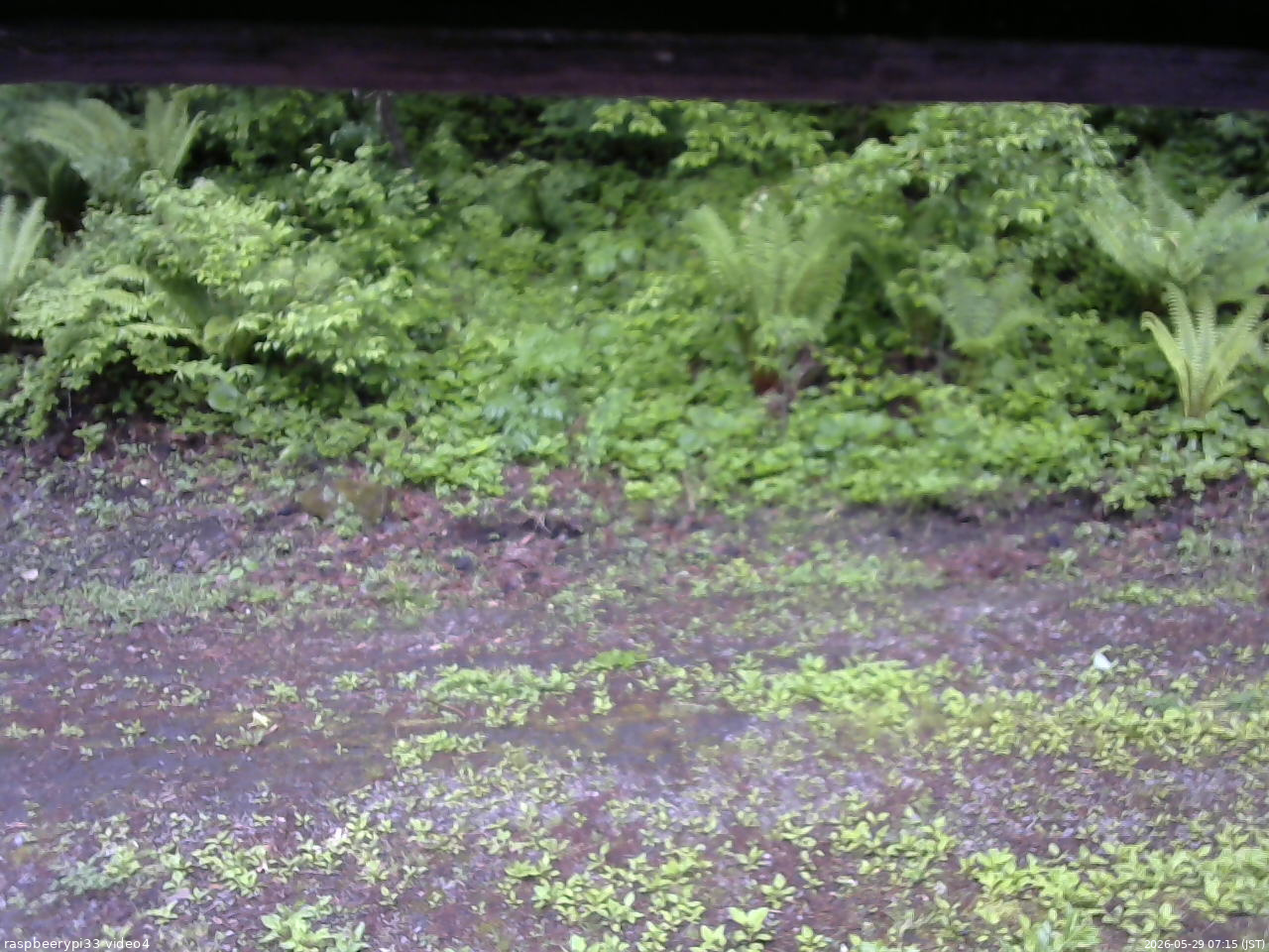 長野県菅平高原 ゆたか山荘 東側(坂下) 2026/05/29 07:15
