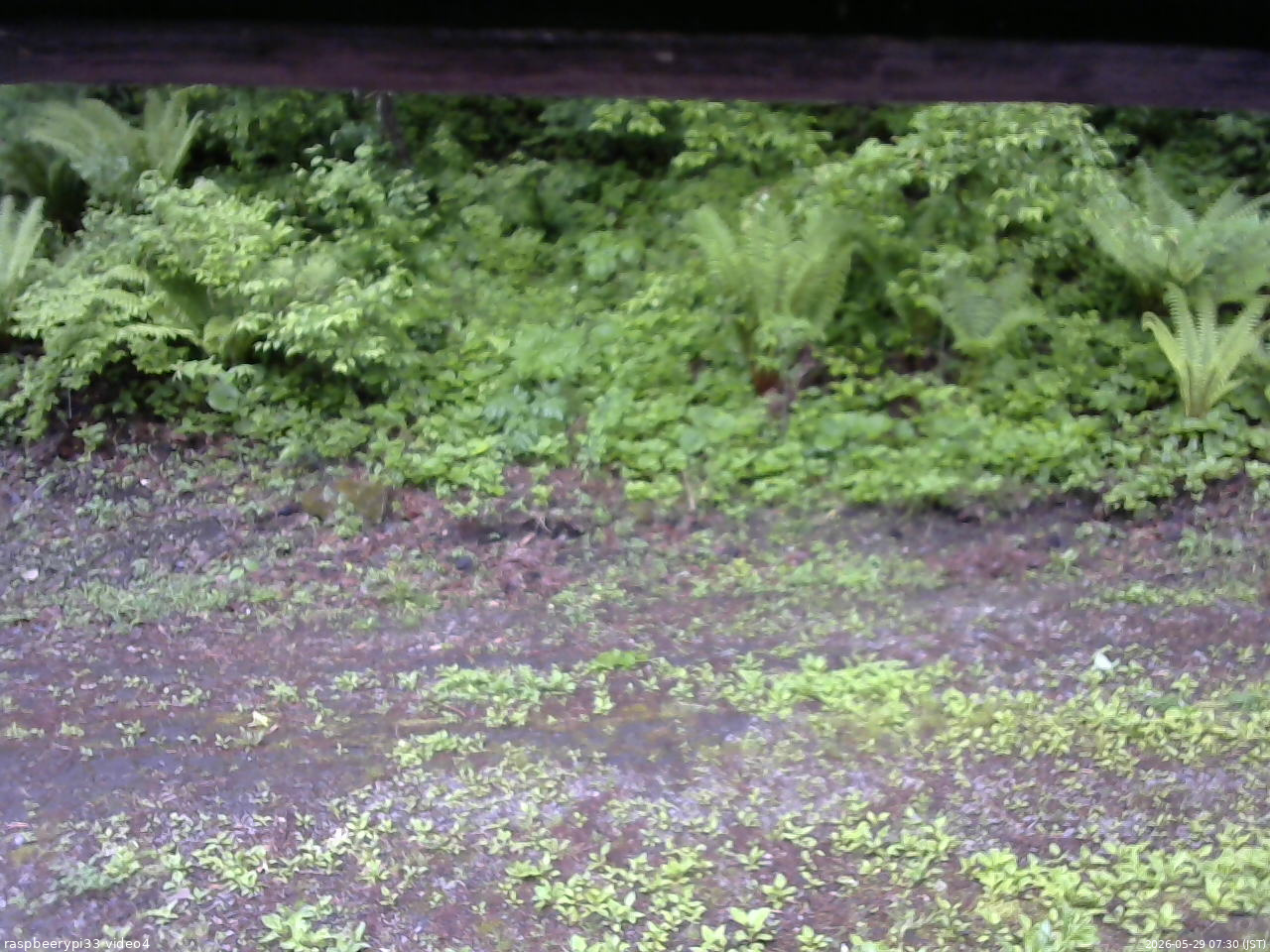 長野県菅平高原 ゆたか山荘 東側(坂下) 2026/05/29 07:30