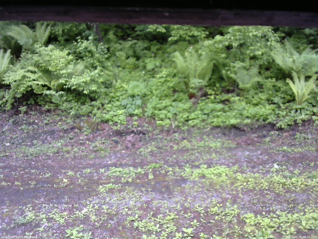 長野県菅平高原 ゆたか山荘 東側(坂下) 2026/05/29 08:00
