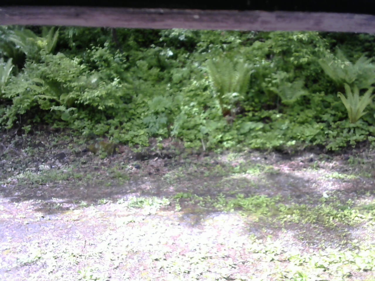 長野県菅平高原 ゆたか山荘 東側(坂下) 2026/05/29 08:30