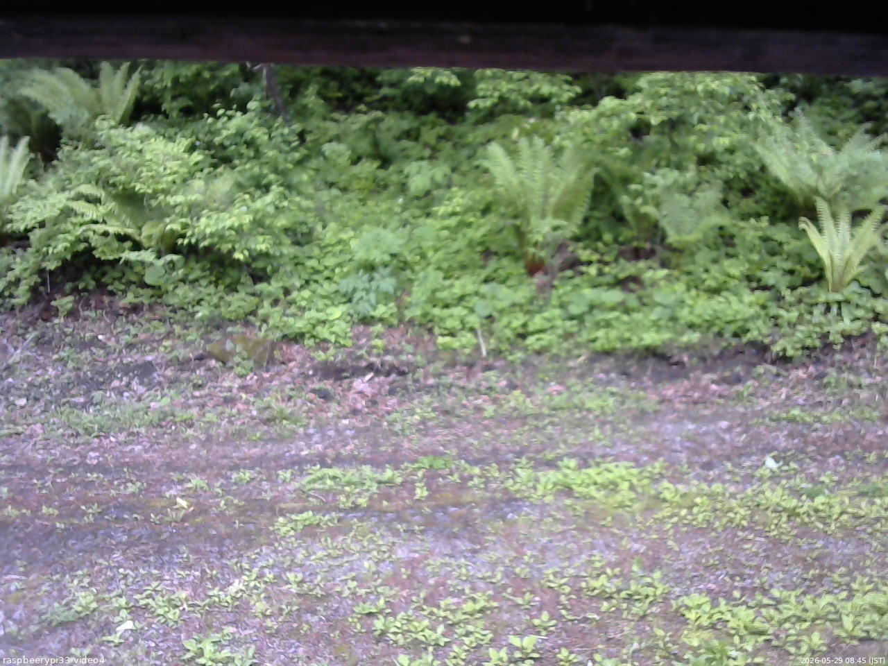 長野県菅平高原 ゆたか山荘 東側(坂下) 2026/05/29 08:45