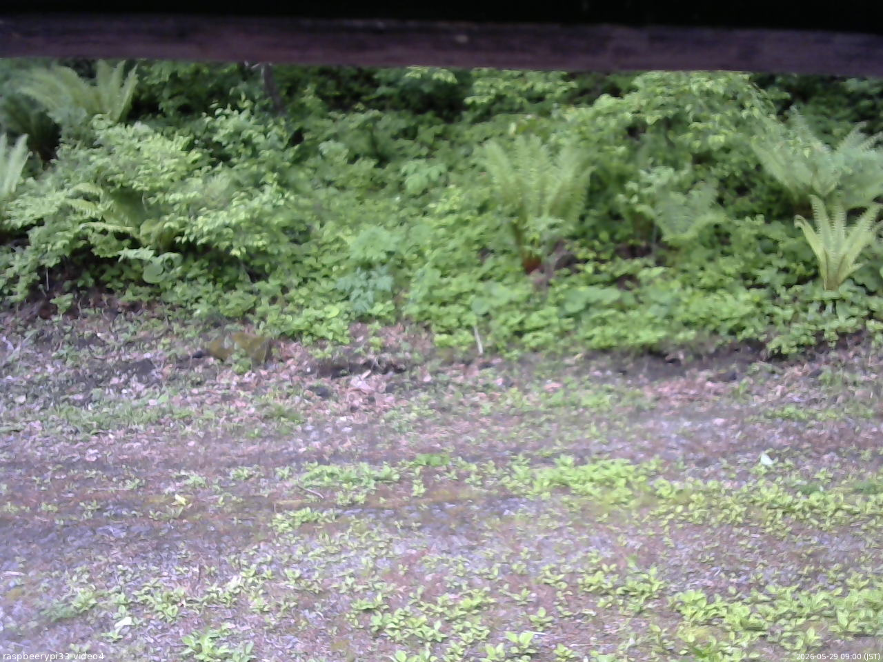 長野県菅平高原 ゆたか山荘 東側(坂下) 2026/05/29 09:00