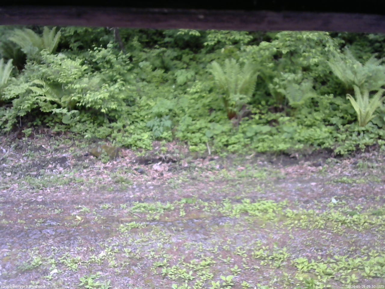 長野県菅平高原 ゆたか山荘 東側(坂下) 2026/05/29 09:30