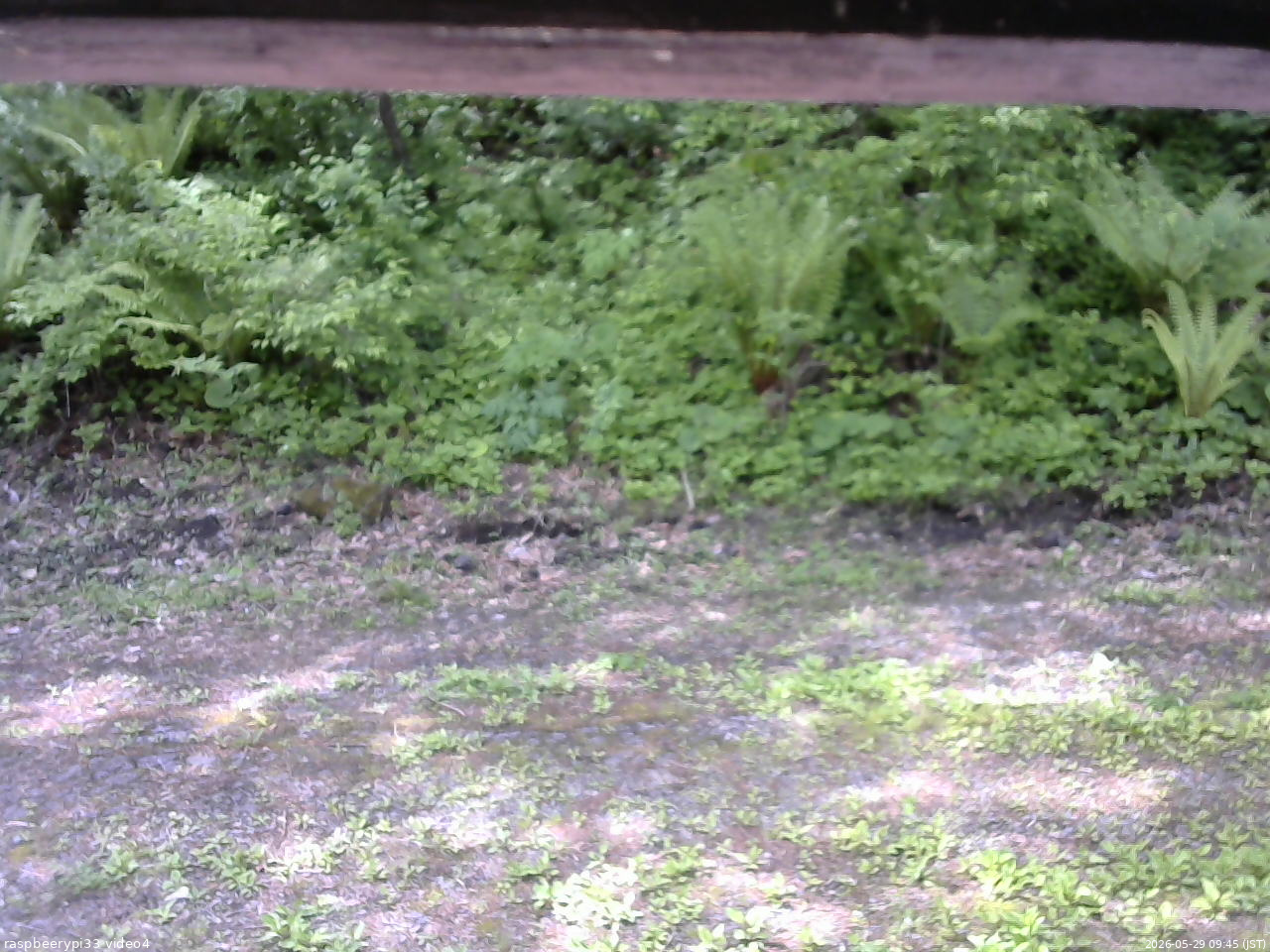 長野県菅平高原 ゆたか山荘 東側(坂下) 2026/05/29 09:45
