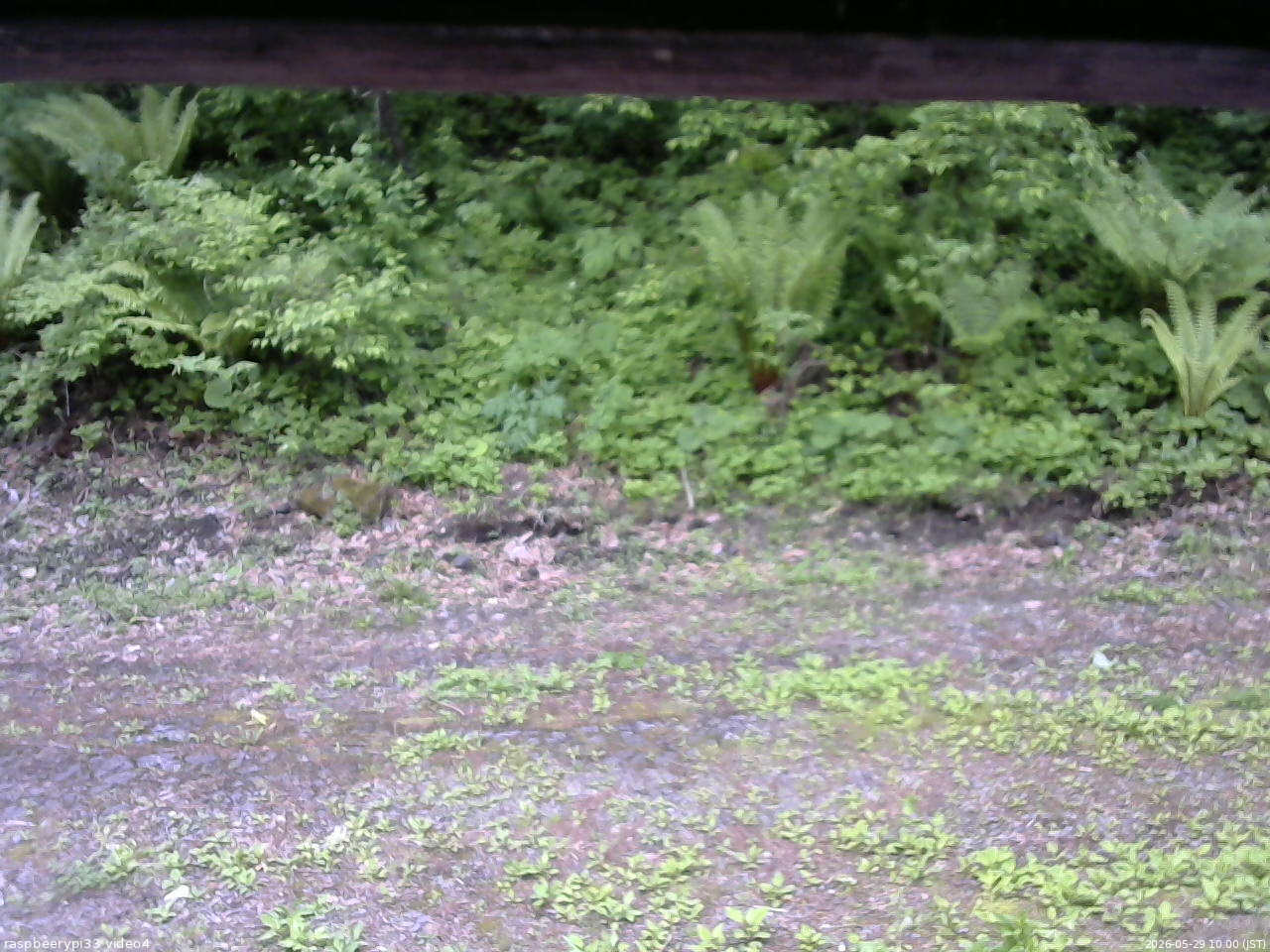 長野県菅平高原 ゆたか山荘 東側(坂下) 2026/05/29 10:00