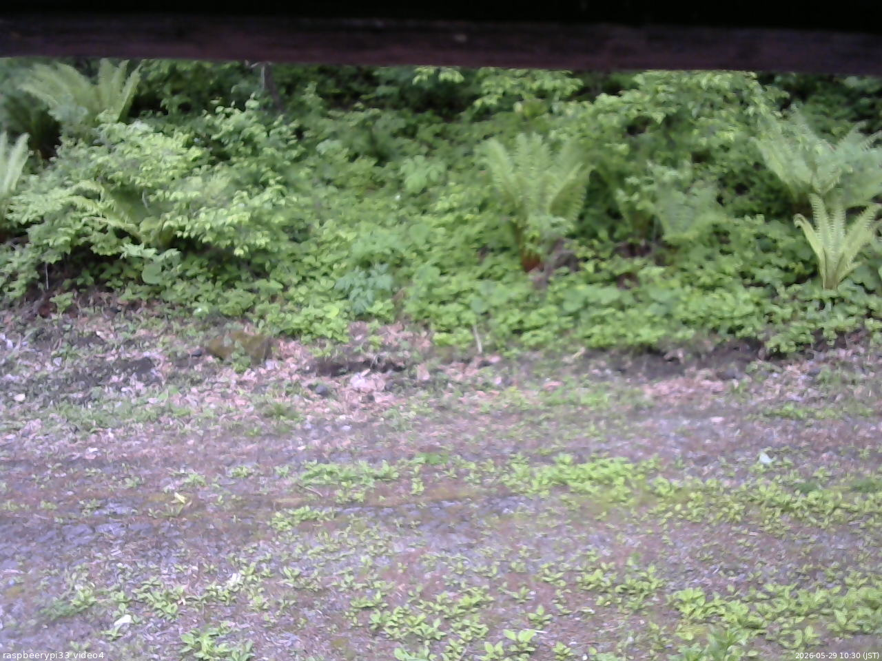 長野県菅平高原 ゆたか山荘 東側(坂下) 2026/05/29 10:30