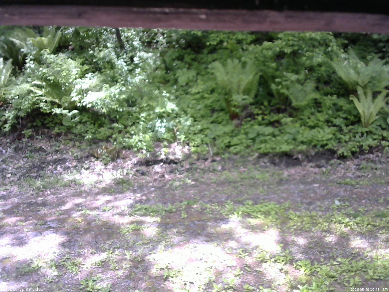 長野県菅平高原 ゆたか山荘 東側(坂下) 2026/05/29 10:45
