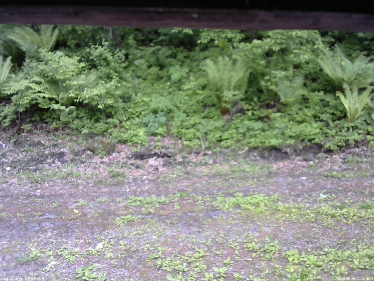 長野県菅平高原 ゆたか山荘 東側(坂下) 2026/05/29 11:15