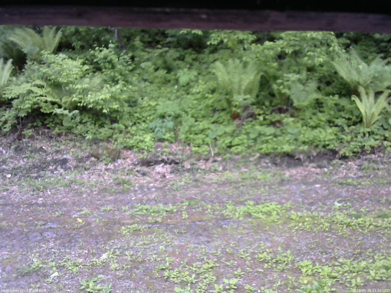 長野県菅平高原 ゆたか山荘 東側(坂下) 2026/05/29 11:30