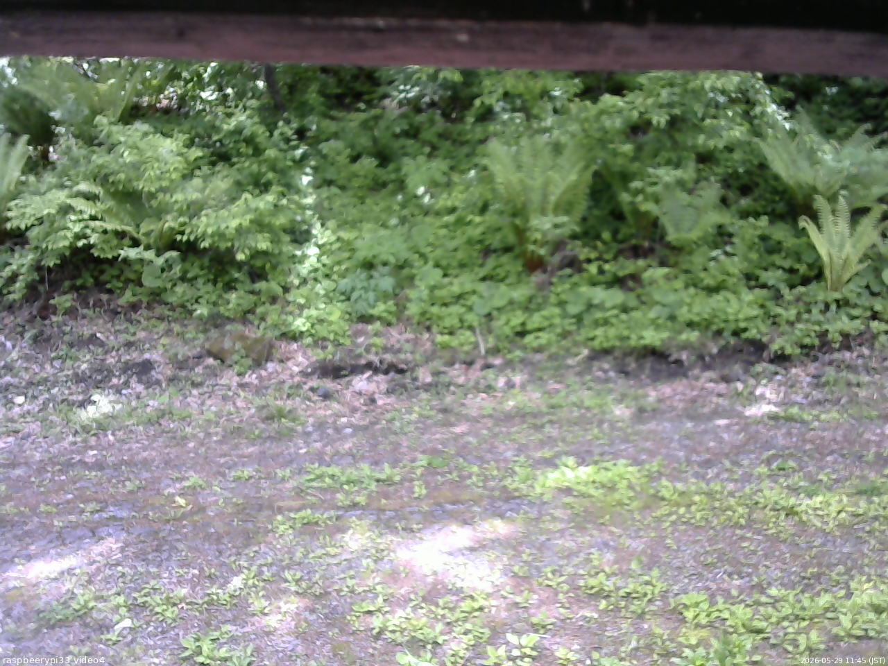 長野県菅平高原 ゆたか山荘 東側(坂下) 2026/05/29 11:45