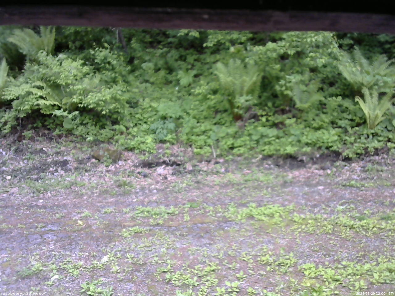 長野県菅平高原 ゆたか山荘 東側(坂下) 2026/05/29 12:00