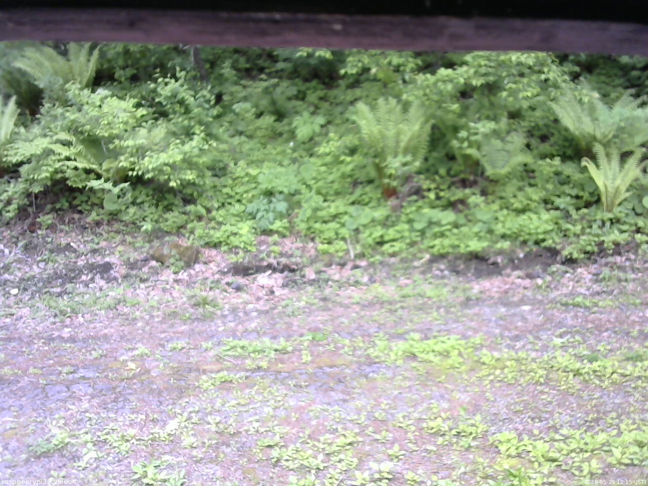 長野県菅平高原 ゆたか山荘 東側(坂下) 2026/05/29 12:15