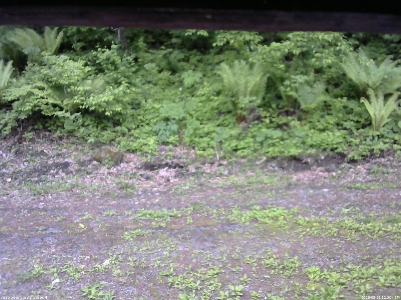 長野県菅平高原 ゆたか山荘 東側(坂下) 2026/05/29 12:30