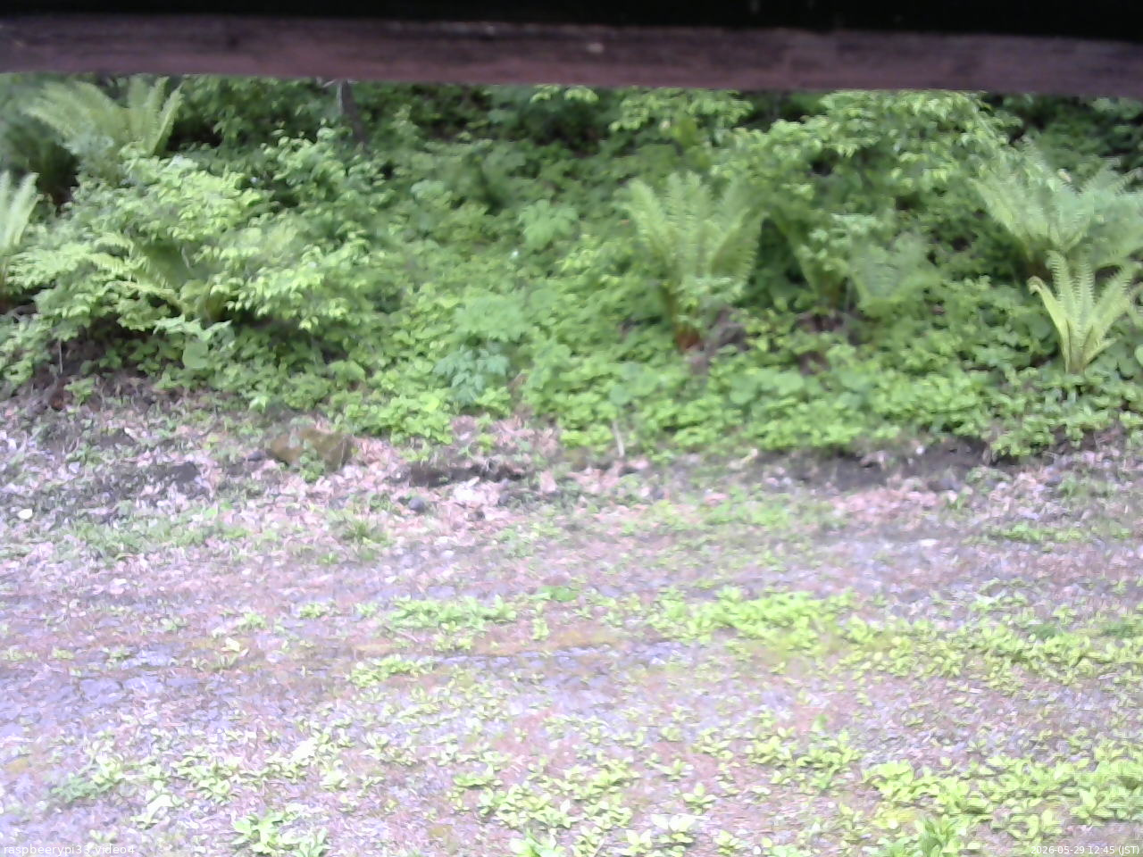 長野県菅平高原 ゆたか山荘 東側(坂下) 2026/05/29 12:45