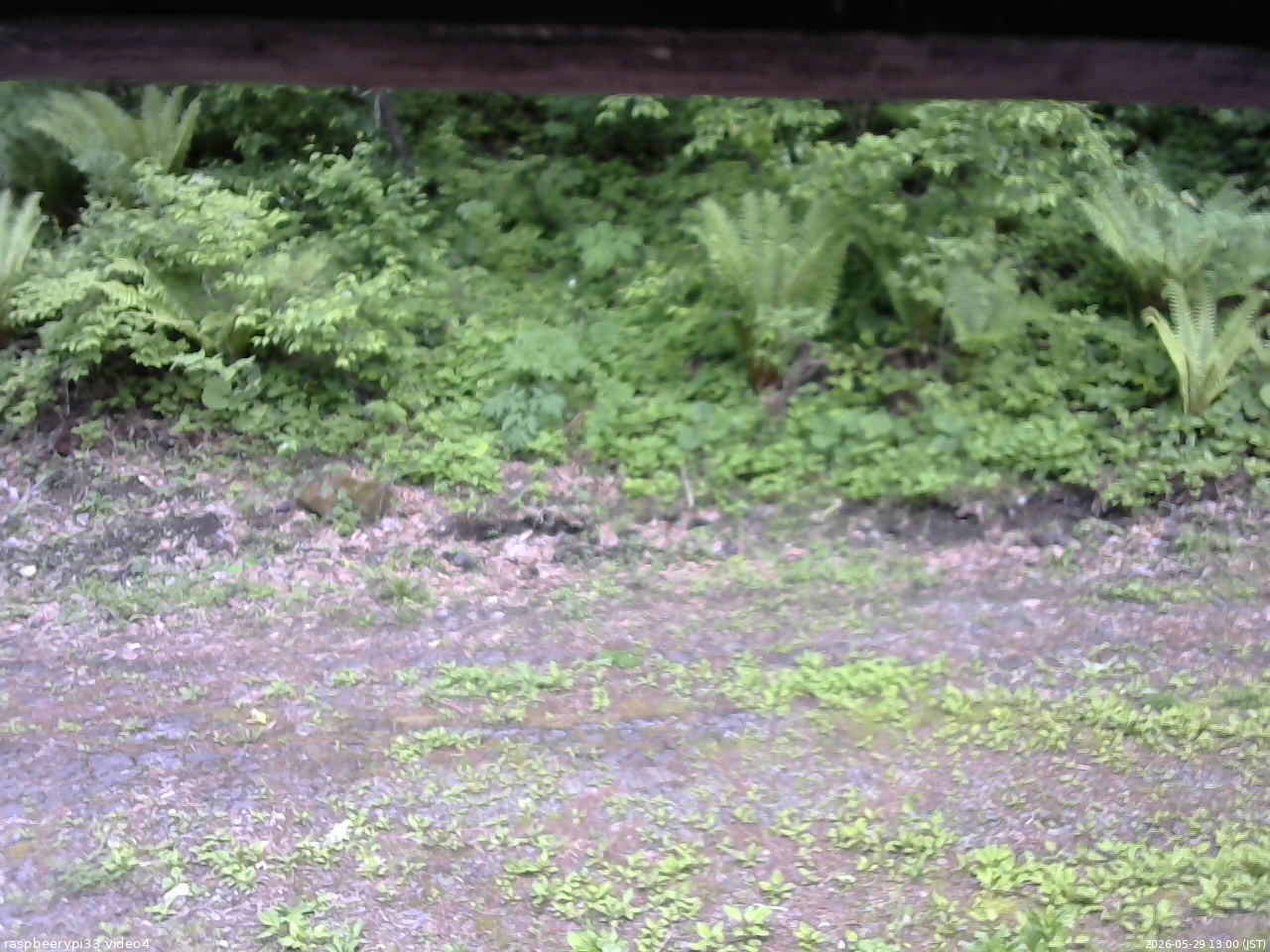 長野県菅平高原 ゆたか山荘 東側(坂下) 2026/05/29 13:00