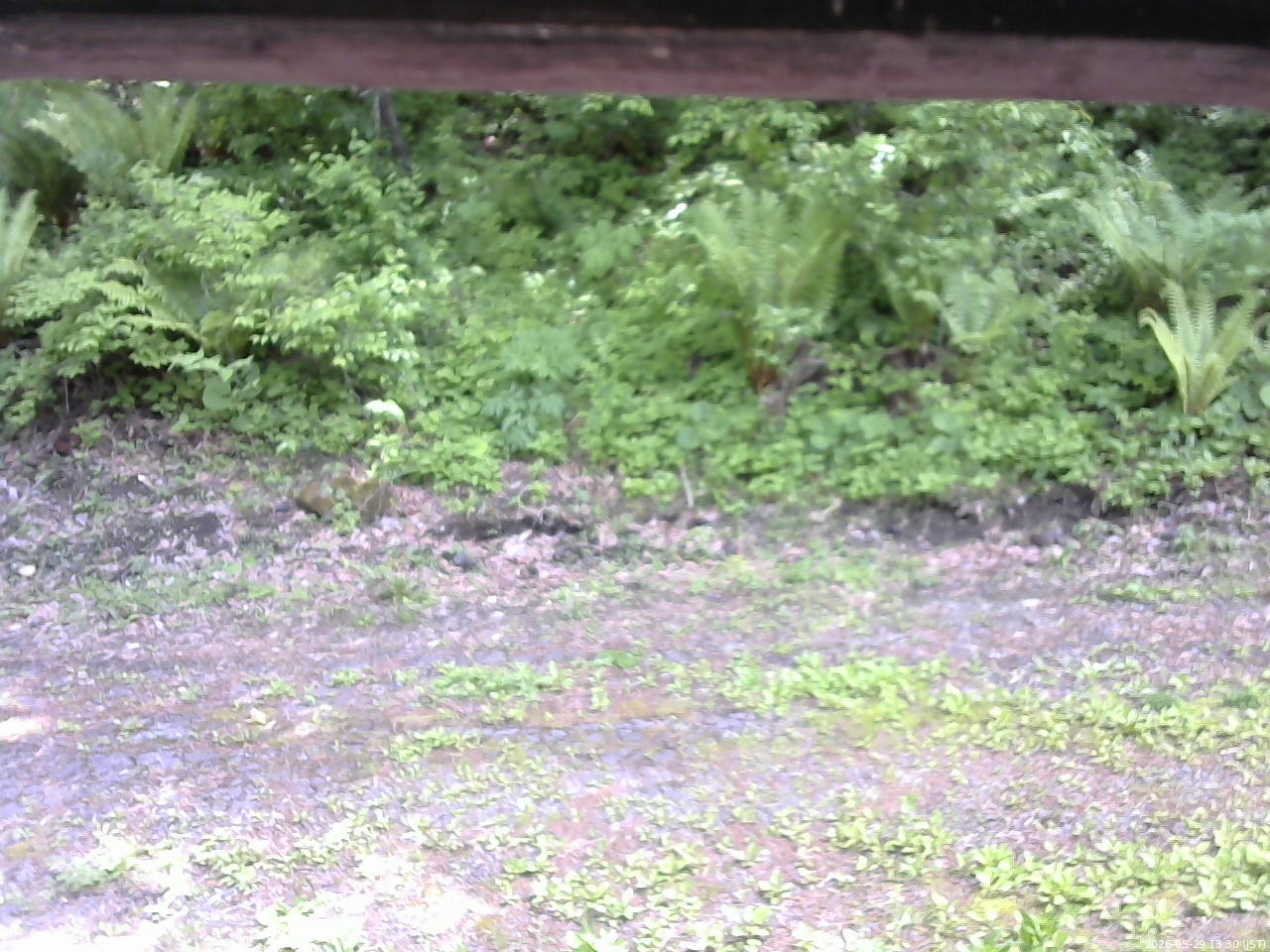 長野県菅平高原 ゆたか山荘 東側(坂下) 2026/05/29 13:30