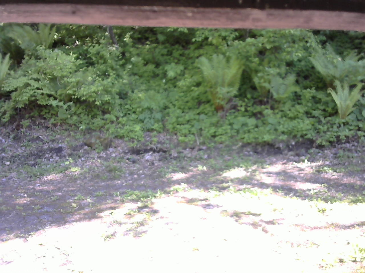 長野県菅平高原 ゆたか山荘 東側(坂下) 2026/05/29 14:45