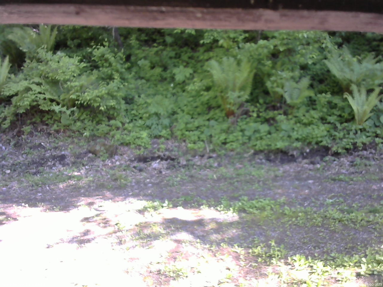長野県菅平高原 ゆたか山荘 東側(坂下) 2026/05/29 15:00