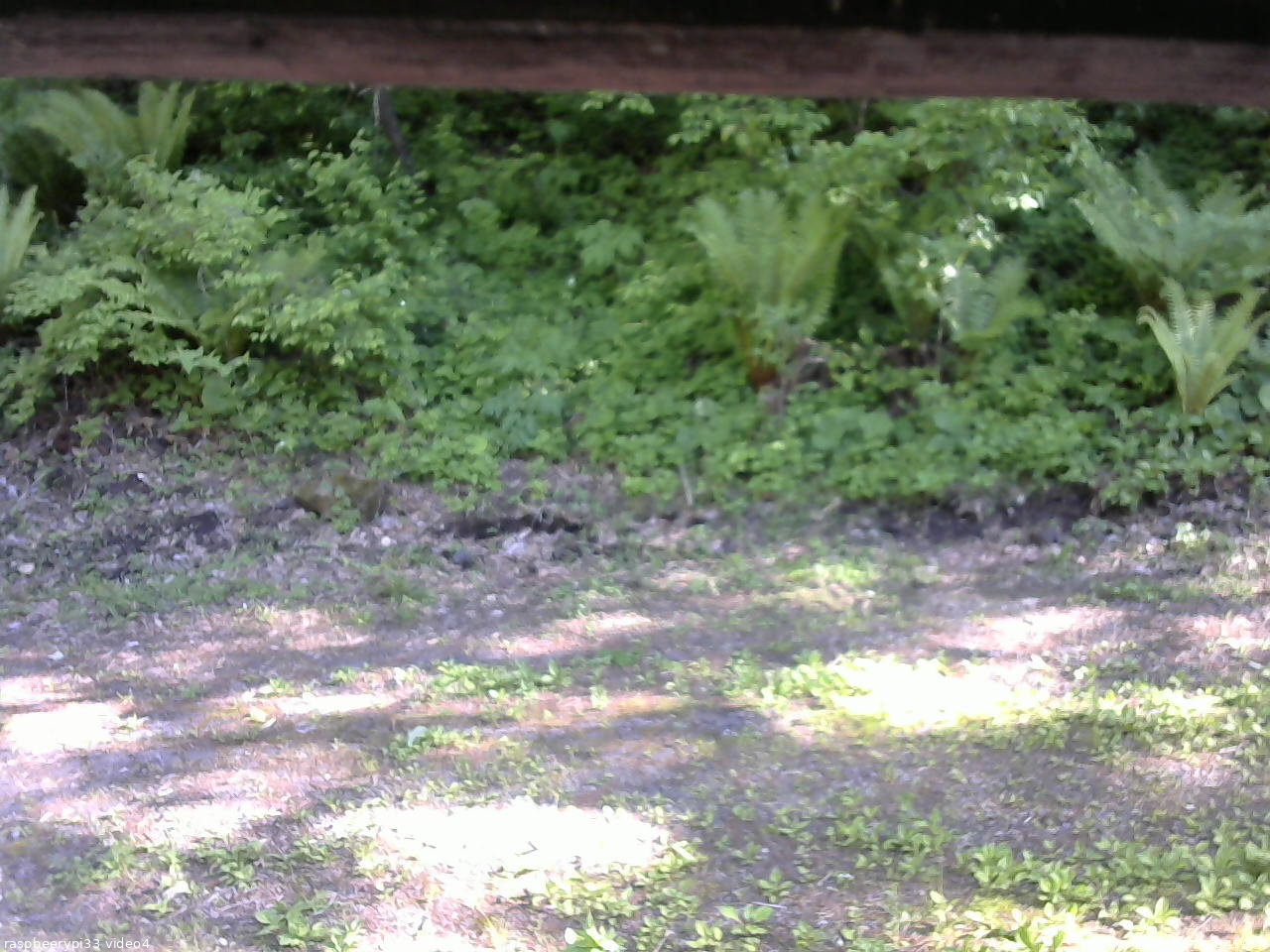 長野県菅平高原 ゆたか山荘 東側(坂下) 2026/05/29 15:45