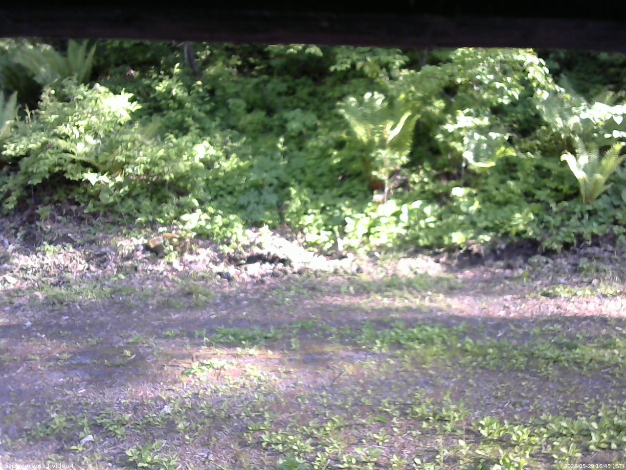 長野県菅平高原 ゆたか山荘 東側(坂下) 2026/05/29 16:45